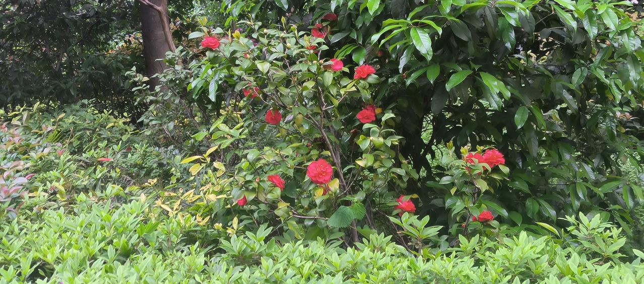 分享一张随手拍的花。