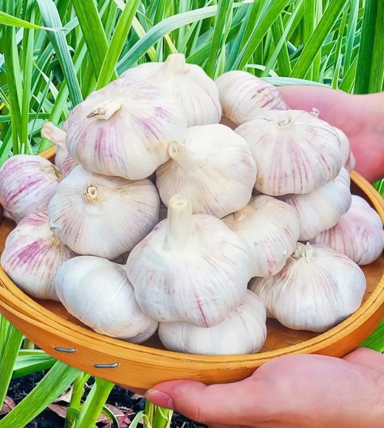 草木皆兵的臆想，缺乏起码的常识。驻美大使谢锋：中国大蒜做梦也没想到，有朝一日会被