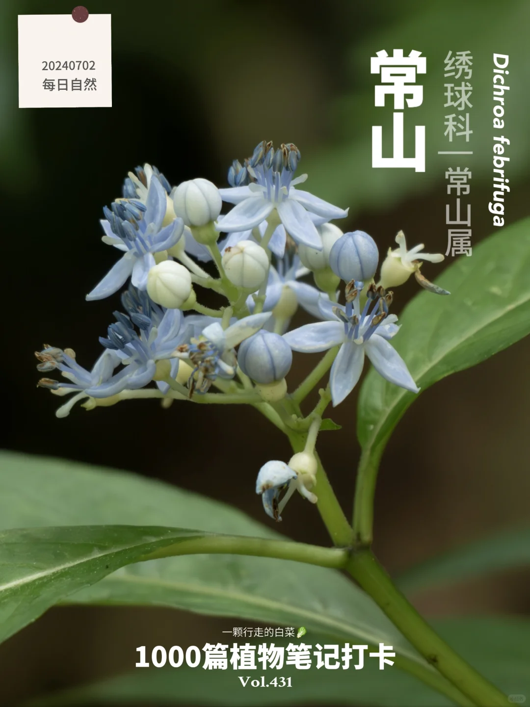 植物笔记431 | 炎炎夏日的宝石蓝