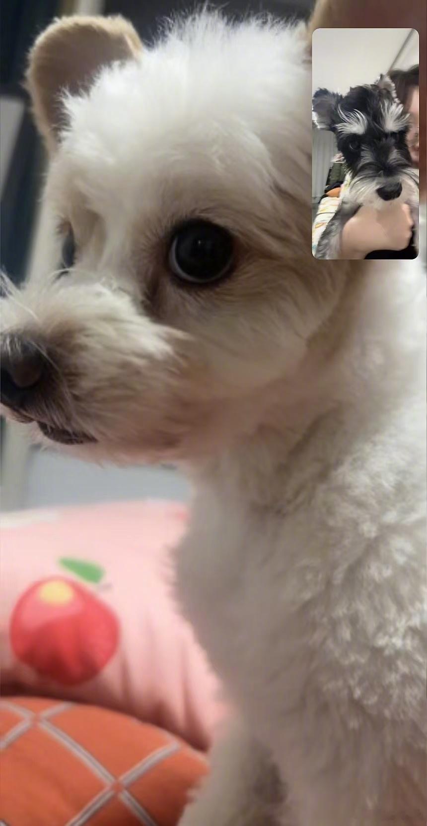 我的小狗是我最最好的朋友 嘻嘻[doge] 