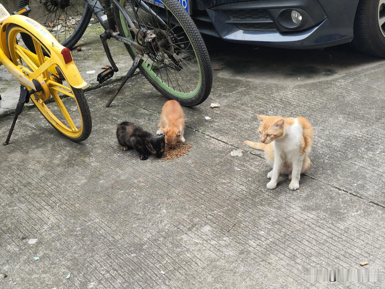 记录我的20266月10日午后上班路上，好心人到了点猫粮，两只小猫在欢快地吃，猫