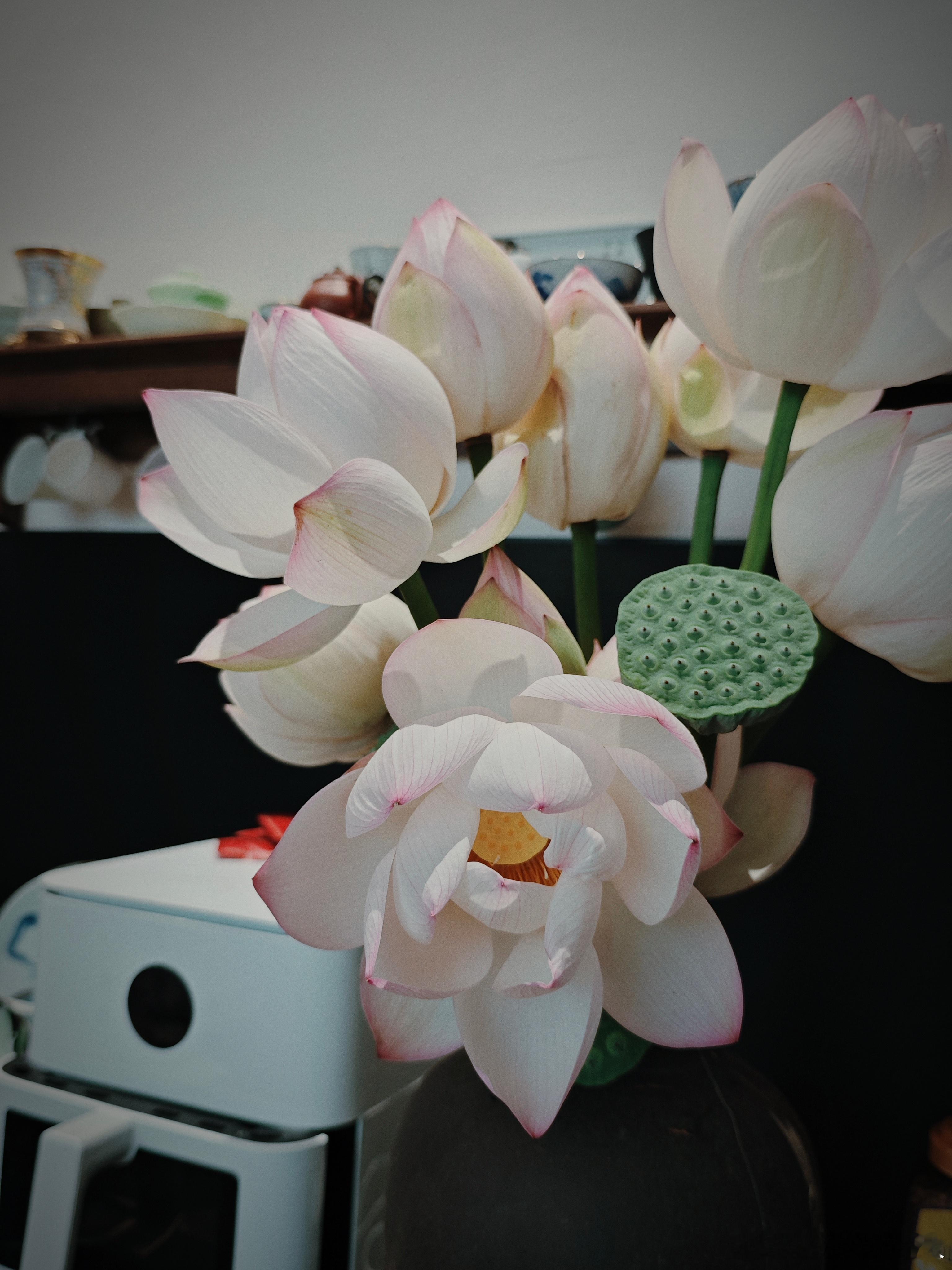 今日之碎碎念。村里打除了路边的杂草。这也导致以前几分钟就能摘一篮子的兔草，现在走