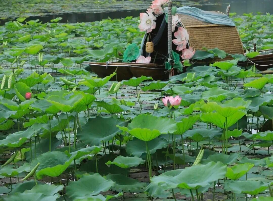 肇庆第一波荷花上线近日，七星岩里湖内荷花已抢“鲜”绽放！一池翠绿间点缀着朵朵粉荷