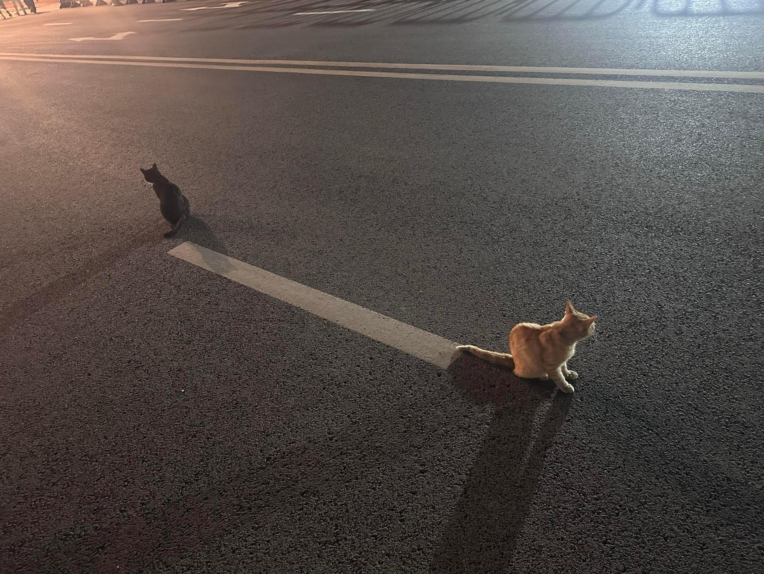 🐈‍⬛———🐈 ​​​
