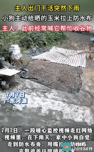 鸭:鸡哥！看来咱们俩儿，今晚必须得炖一个了……
它的尾巴摇的欢，说明它做这事时，