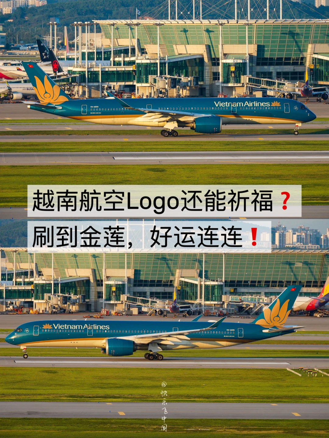越南航空logo｜刷到金莲，好运连连一整年❗️
