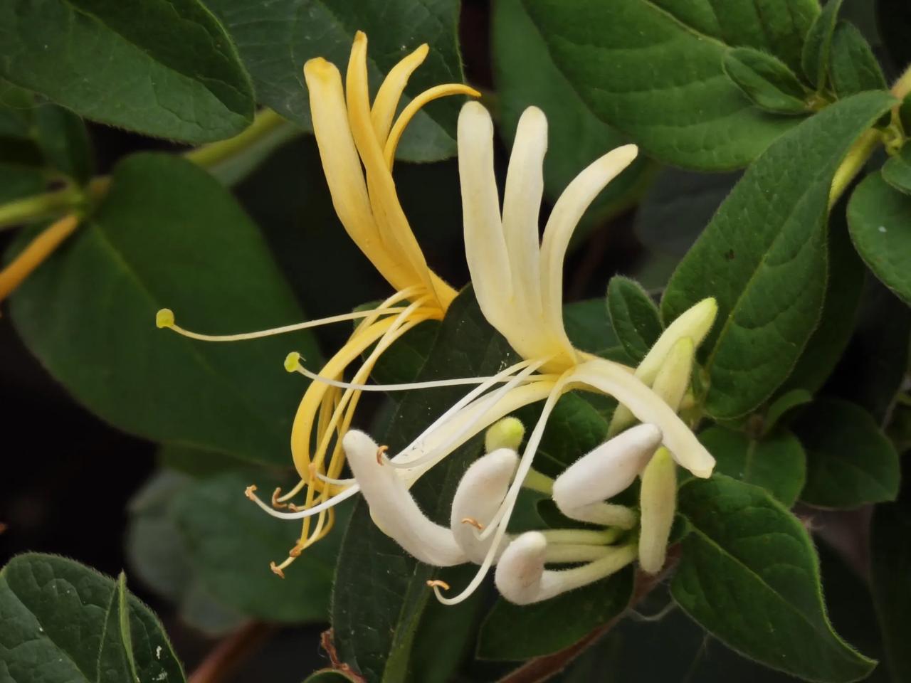 #分享一张随手拍的花。#金银花，先金后银，花细长。在晚上开放的时候，张裂的花瓣中
