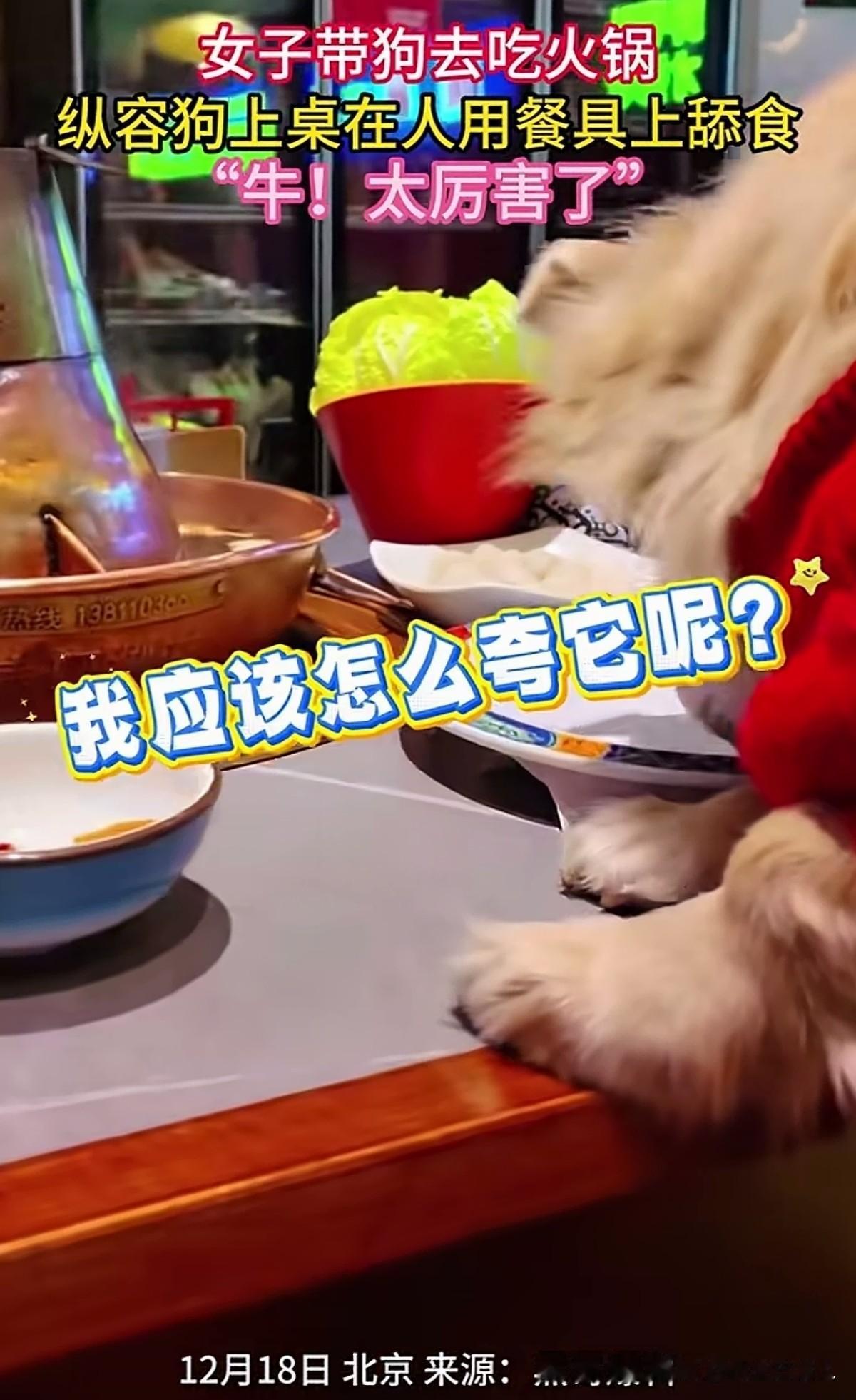 这个女的摊上大事了，她去火锅店吃饭，为了体现她是个很有爱心的人，愿意和狗一起同桌