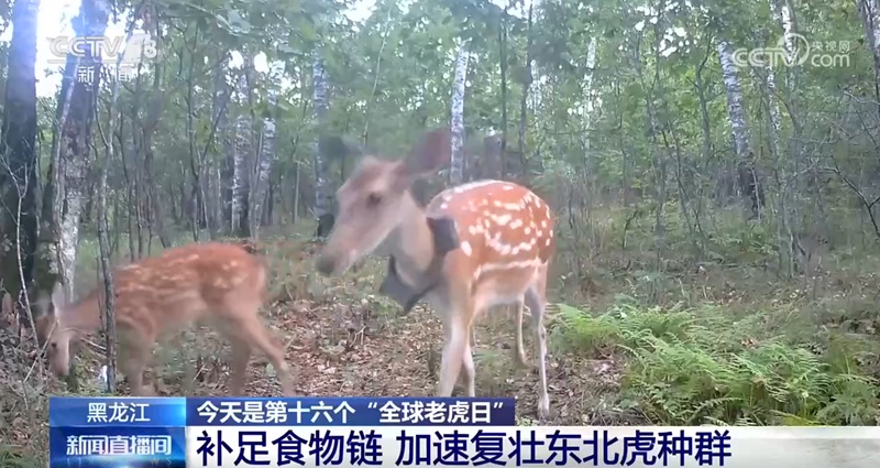 给老虎补足“口粮”！放归梅花鹿，东北虎回来了