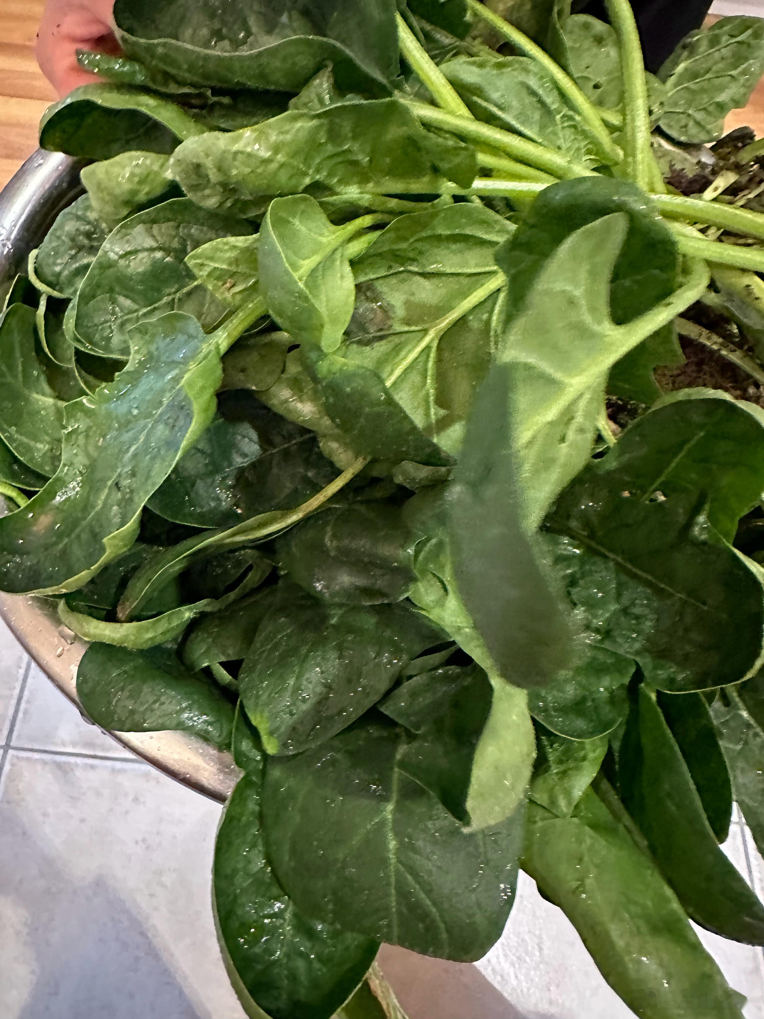 我菜地里长的 ​​​