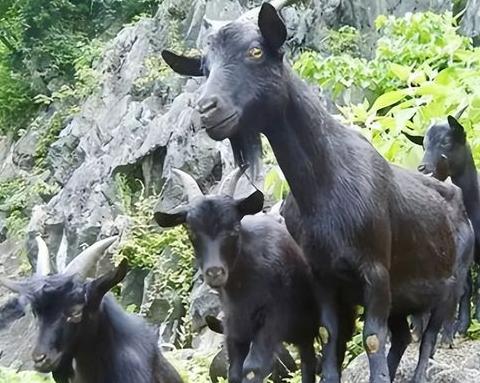 1959年，科隆群岛上的几个渔民，将一公两母3只山羊遗忘在了岛上，却没想到，这样