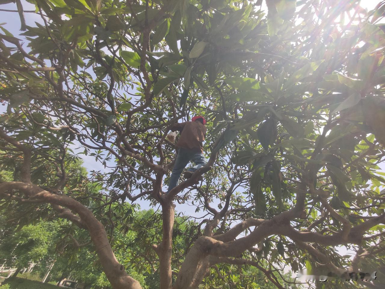 郑州市人民公园随手拍:琵琶果也许味道很美，但你的行为注定不美！今天上午在郑州市人