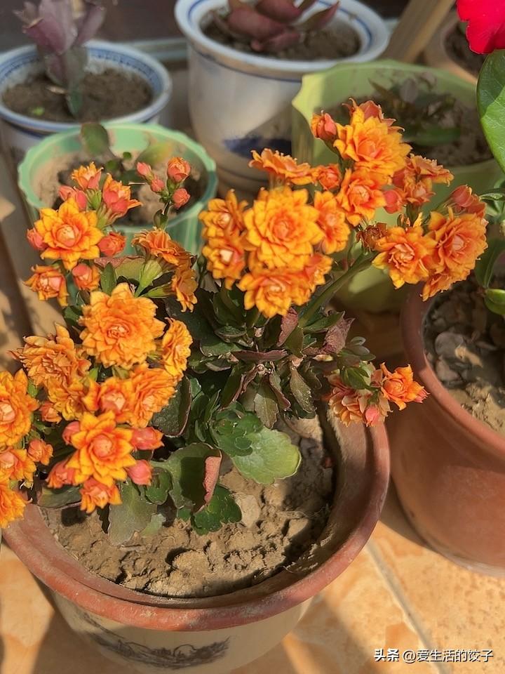 我家阳台的一角

每天坐在阳台的小椅子上，眼睛一抬就撞见这几盆花。

沙漠玫瑰红