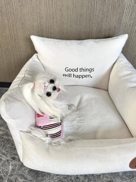 马尔济斯｜宝宝你是一只懂事的小玩具呀🐶