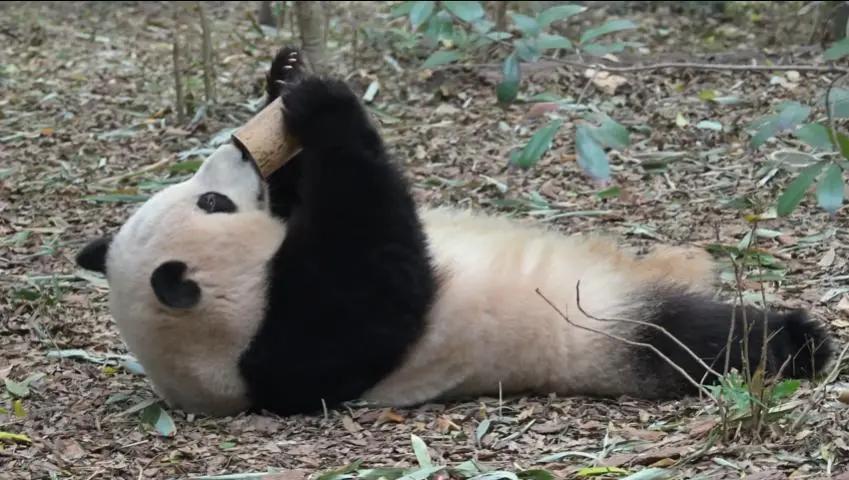 底线彻底失守！离谱言论出圈 ！
4月29日成都熊猫基地，外聘导游雷某霞妄称网红熊