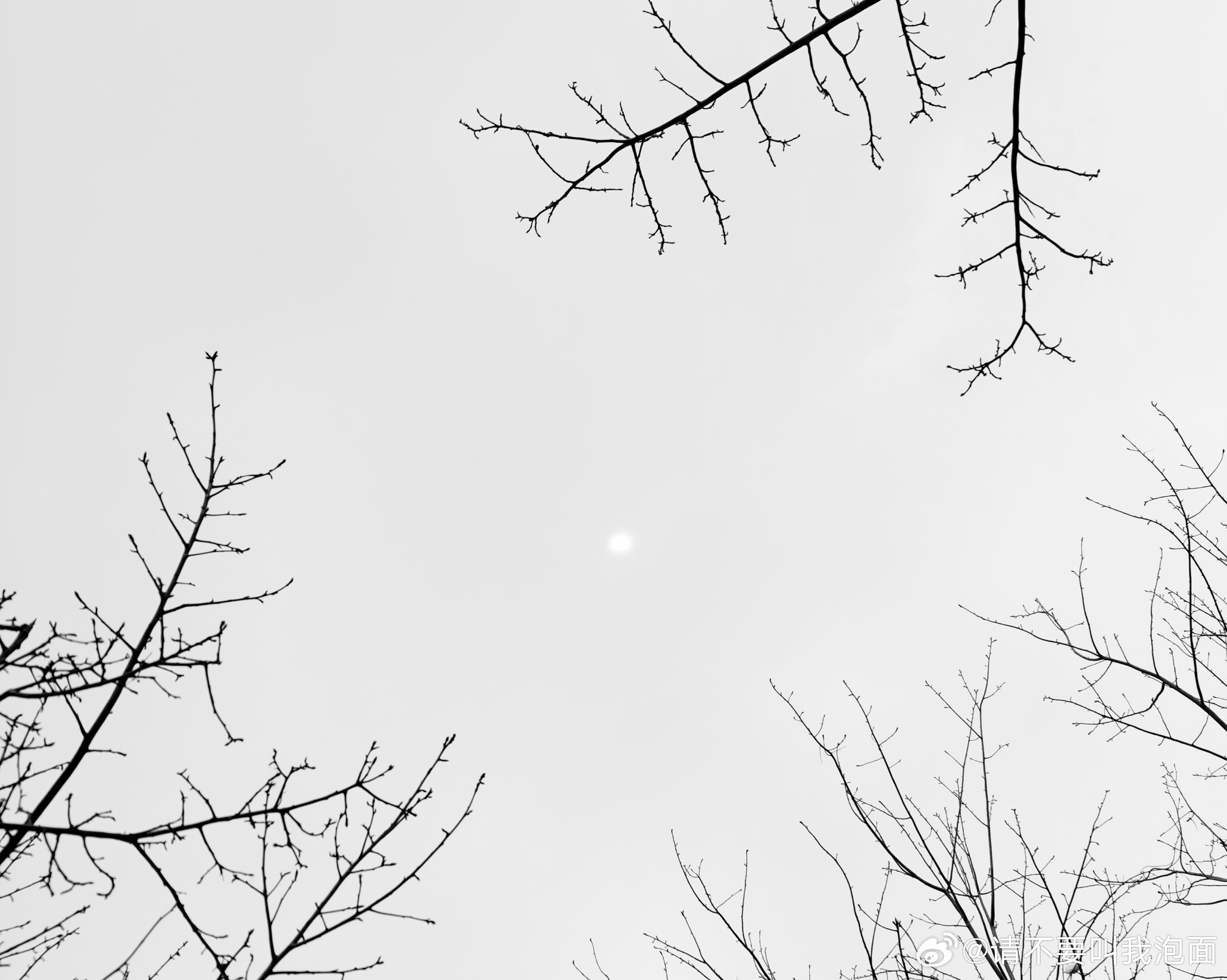 我们总在追求丰盈，却忘了留白也是一种力量。就像这些光秃的枝桠，以最朴素的线条，勾