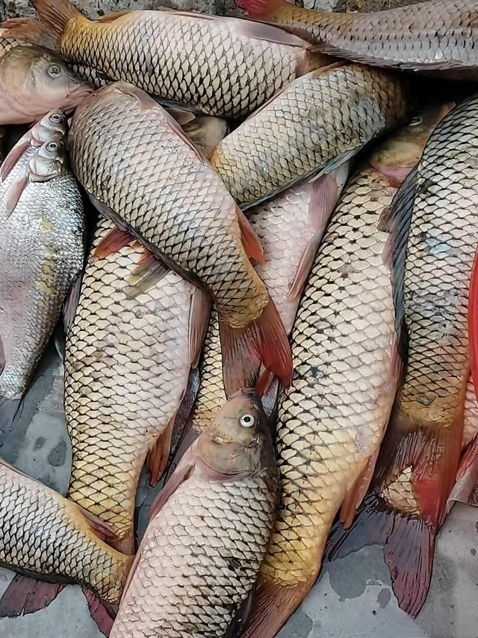 老话说“药补不如食补”，可你碗里的鳜鱼、鲈鱼，说不定刚吞完一片安定才断的气！

