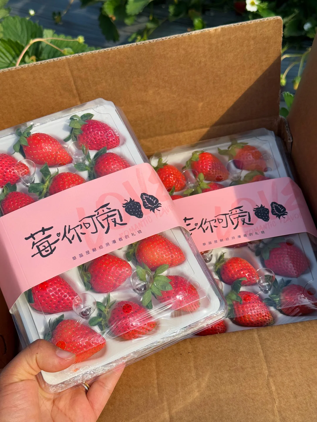 草莓中的王中王也不过如此，现在才20多一盒！