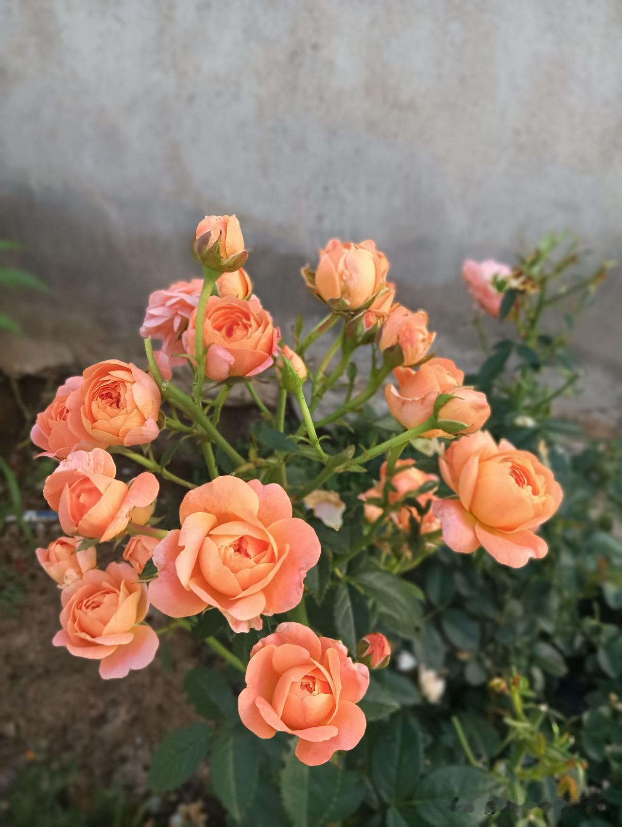 晒图笔记大赛这月季🌹真的好美呀！含苞待放，太惊艳了哈！[呲牙]