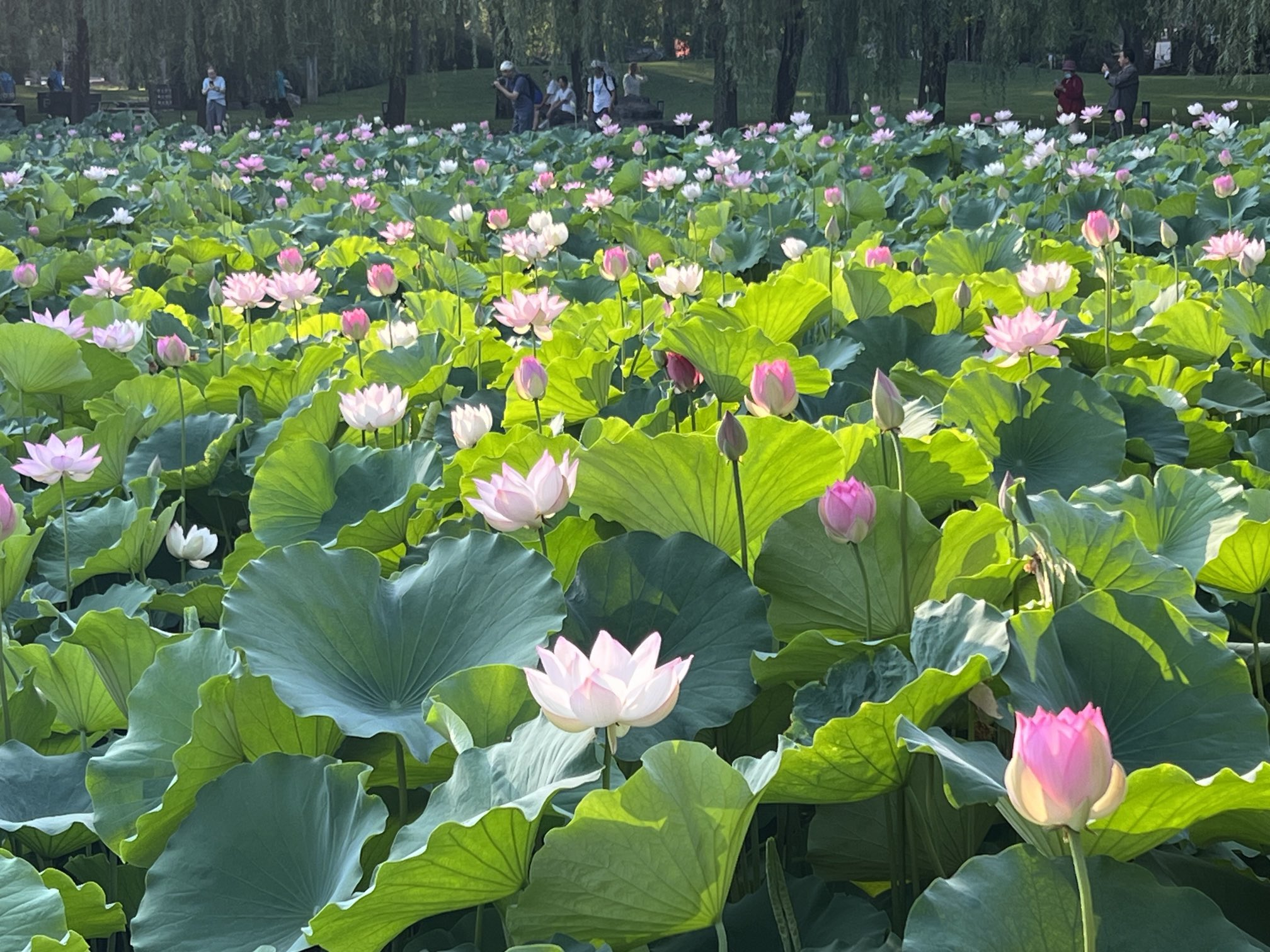#风吹荷塘溢清香#图1、图2：尼古拉斯·伯恩斯昨天发的荷花，北京的荷花。Lotu