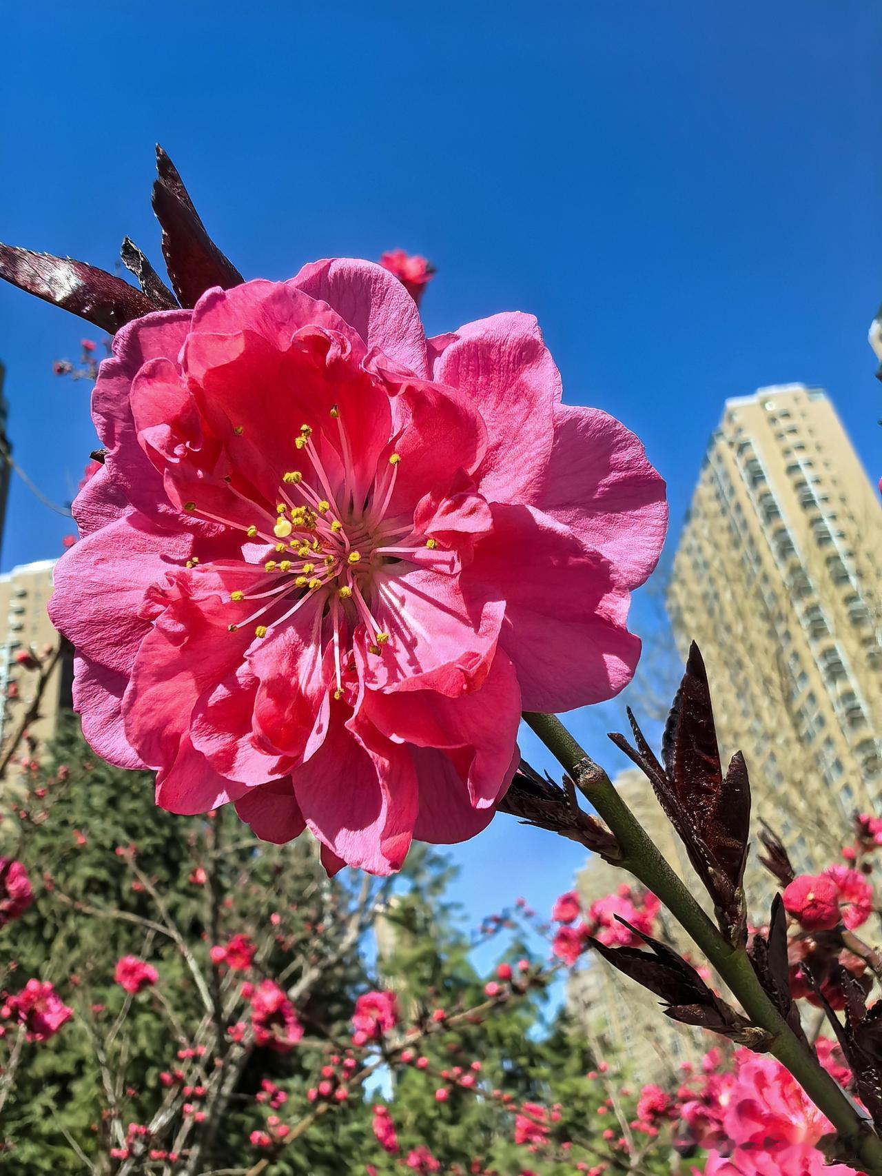 不必言语，一树碧桃自会告诉你，春天有多美。