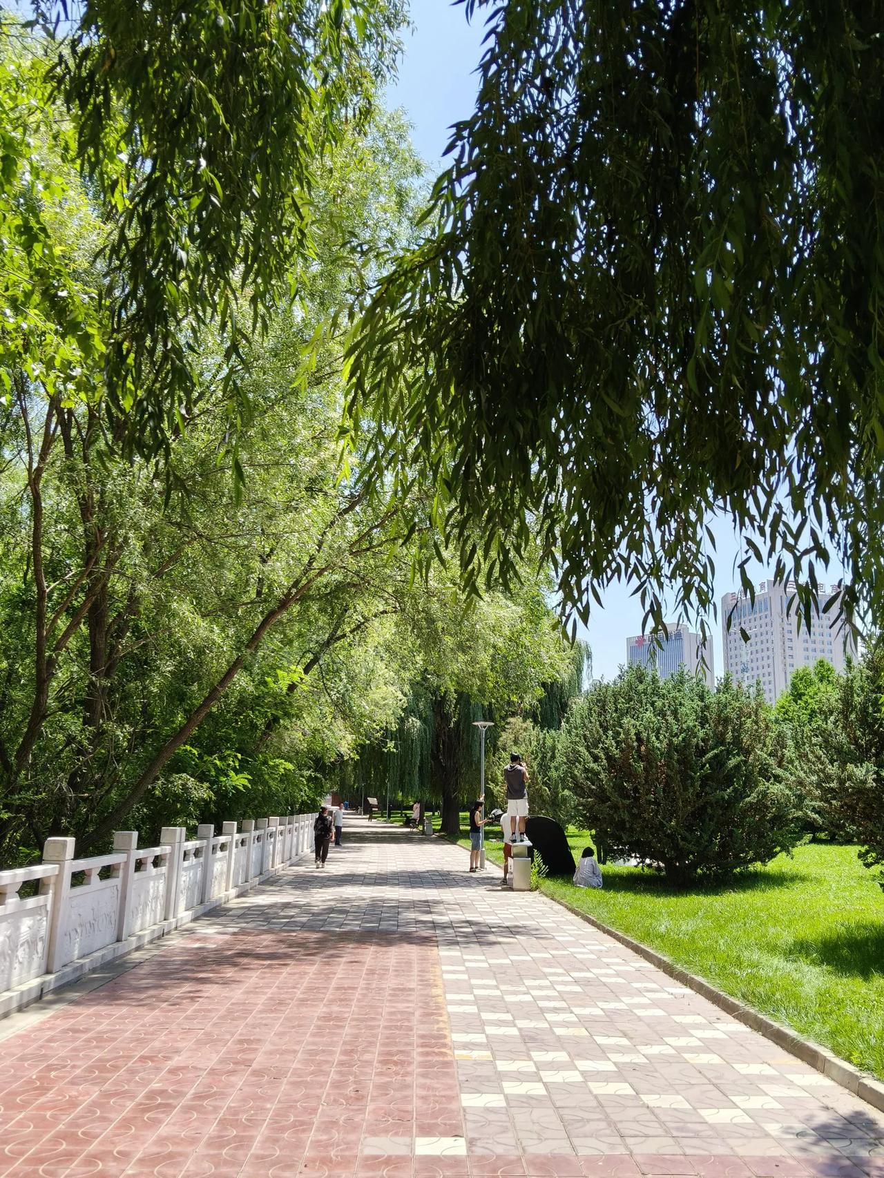从这几幅幅图卡，不得不说我的家乡非常美，黄河边绿树成荫，黄河的水平静的向东流去。