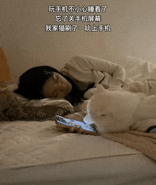 这只白猫咪也太鸡贼了，女主人睡觉，居然自己划屏看了一晚上手机。

猫咪聪明模仿力
