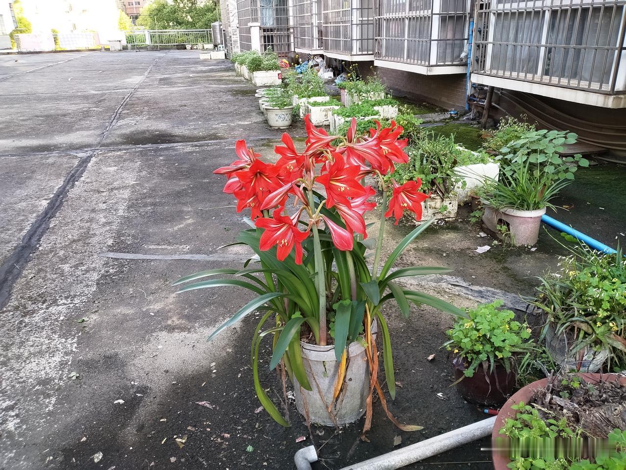 昨天，我去东安县城“一日三餐”饭店吃饭，走到二楼平台上，看见一钵花开得红艳艳的。