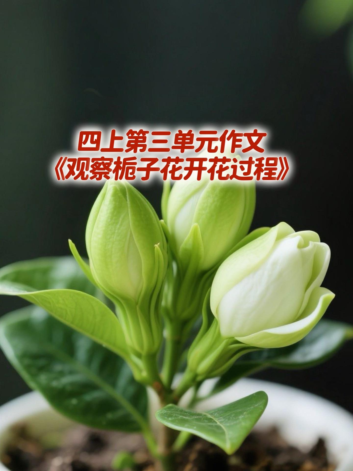 《观察栀子花开花过程》 优秀范文。家长必读，小学四年级上册第三单元习作...