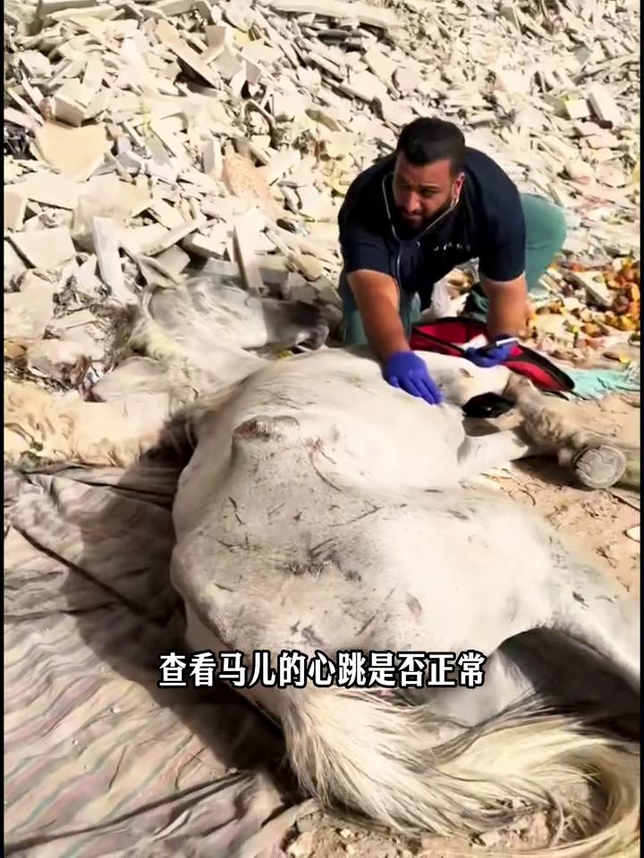救助马儿。
快看，这两匹马儿实在太可怜了。由于它们没有了劳作能力，被主人狠心丢弃