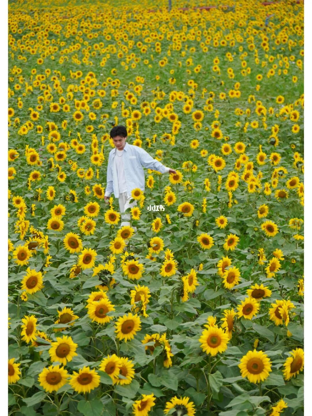 接下来的东莞，是一片浪漫的向日葵花海🌻