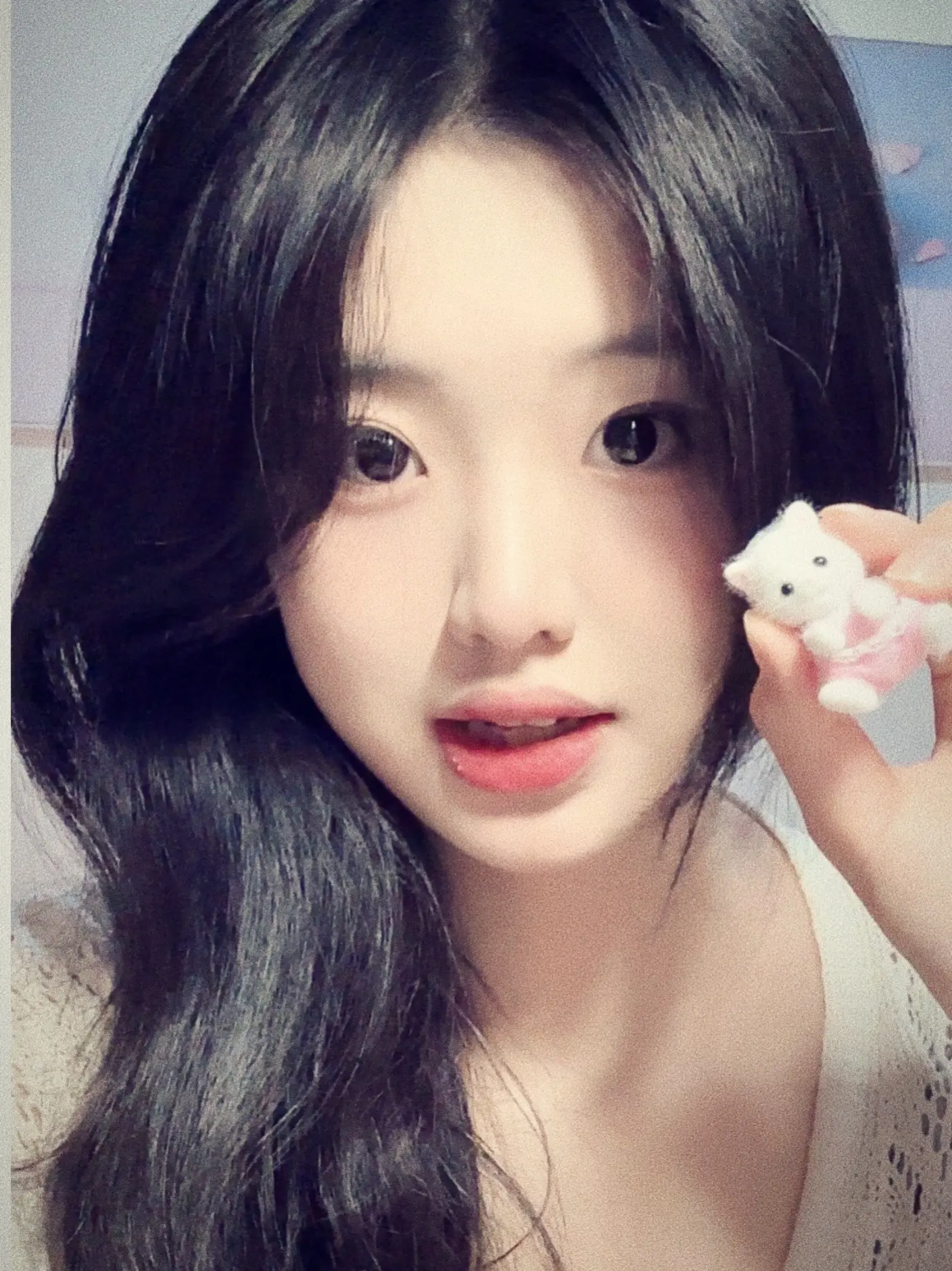 小小波斯猫猫