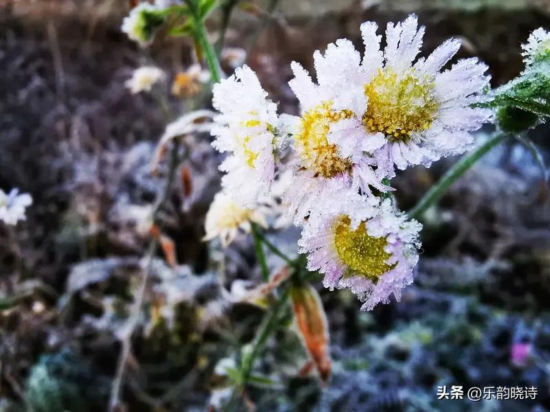 刷到有人出上联“雪里梅花霜里菊”，底下最高赞的对句是“炉中宝剑火中钢”，瞬间被戳