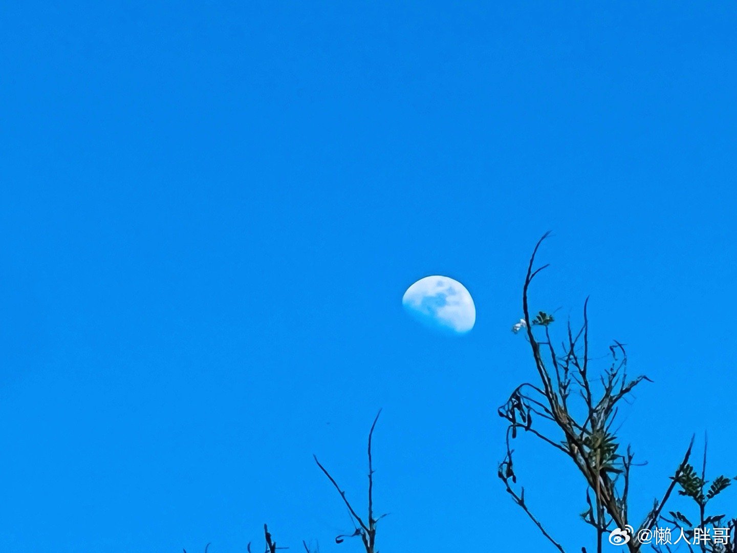 透过开满鲜花的月亮依稀看到你的模样那层幽蓝幽蓝的眼神充满神秘 充满幻想此时此刻 