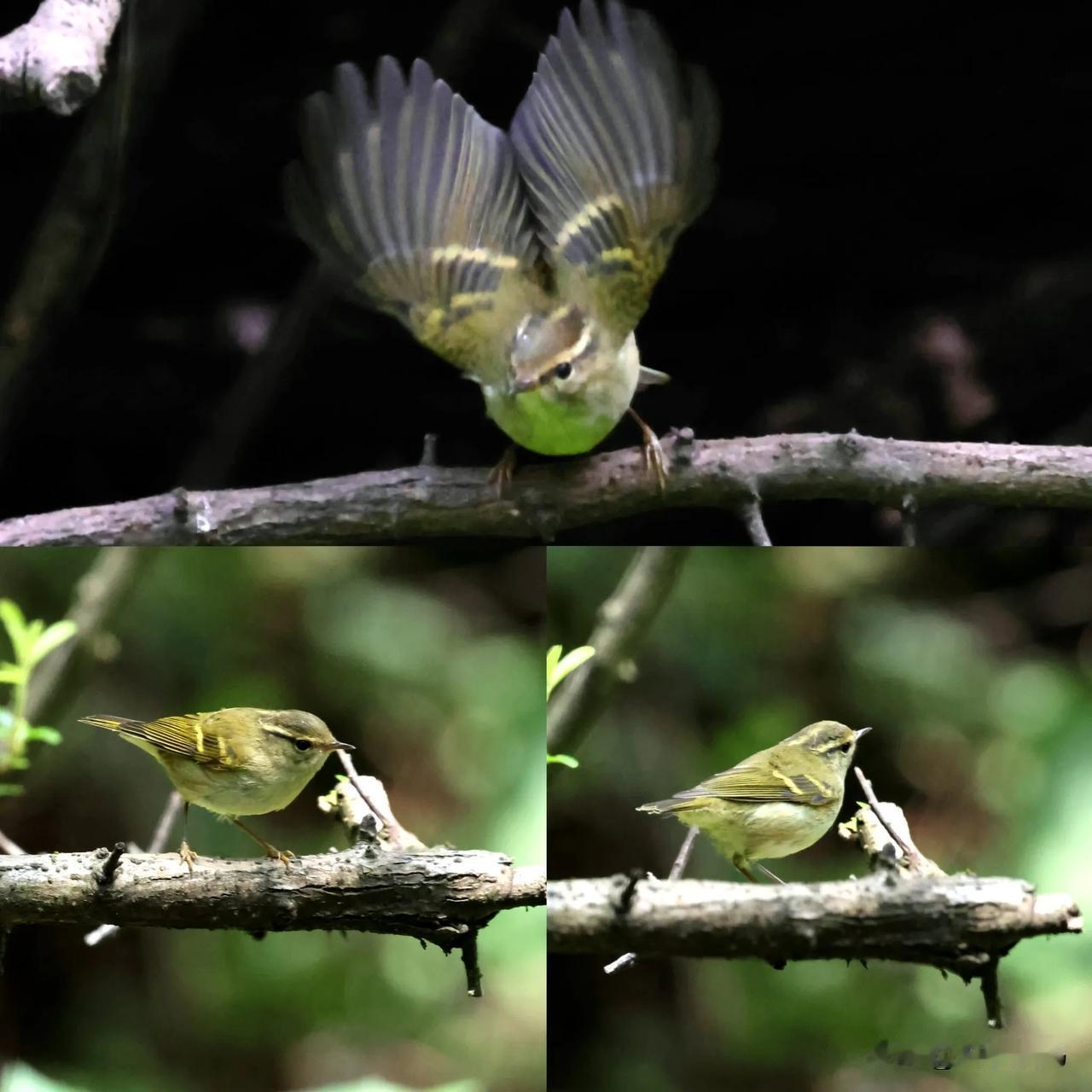 柳莺轻舞林间，婉转歌声韵绵。
灵动身姿似箭，自然画卷韵添。#秋日生活打卡季# #