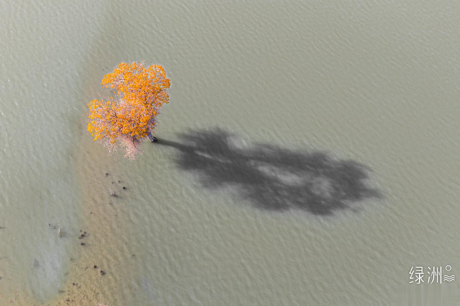 孤独的胡杨 新疆｜沙雅#大美新疆#  