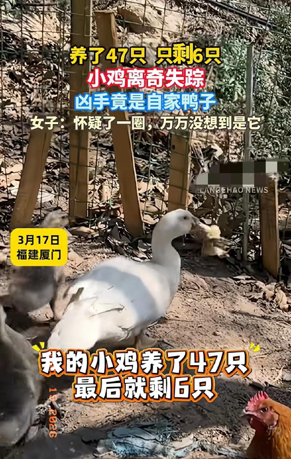 近日福建厦门，一女子家里养了47只小鸡，没想到，短短几天时间只剩下了6只，女子开