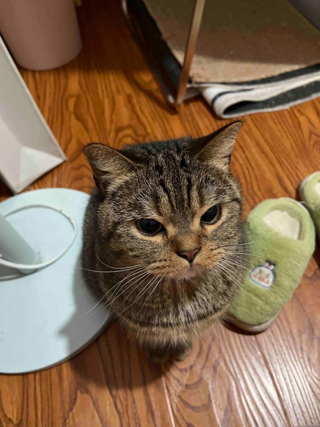 圆咕隆咚小猫