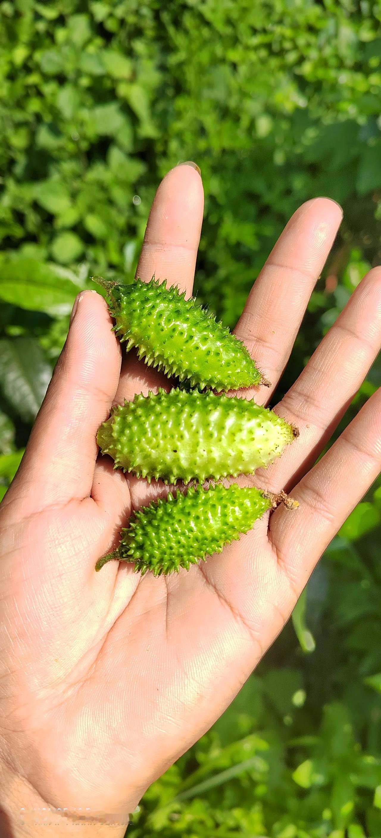 采茶的时候遇见野黄瓜