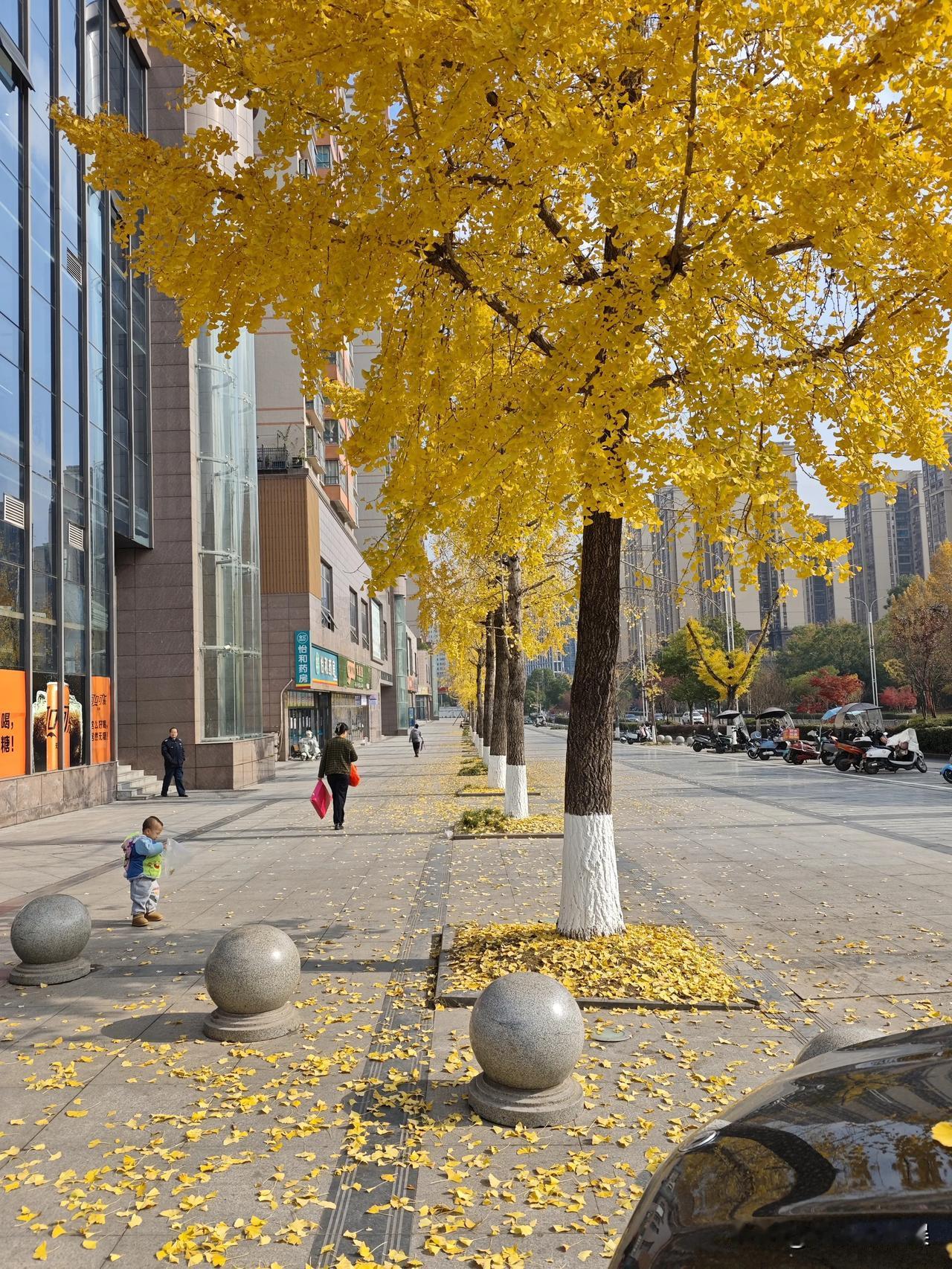 办公楼下的银杏树
好漂亮