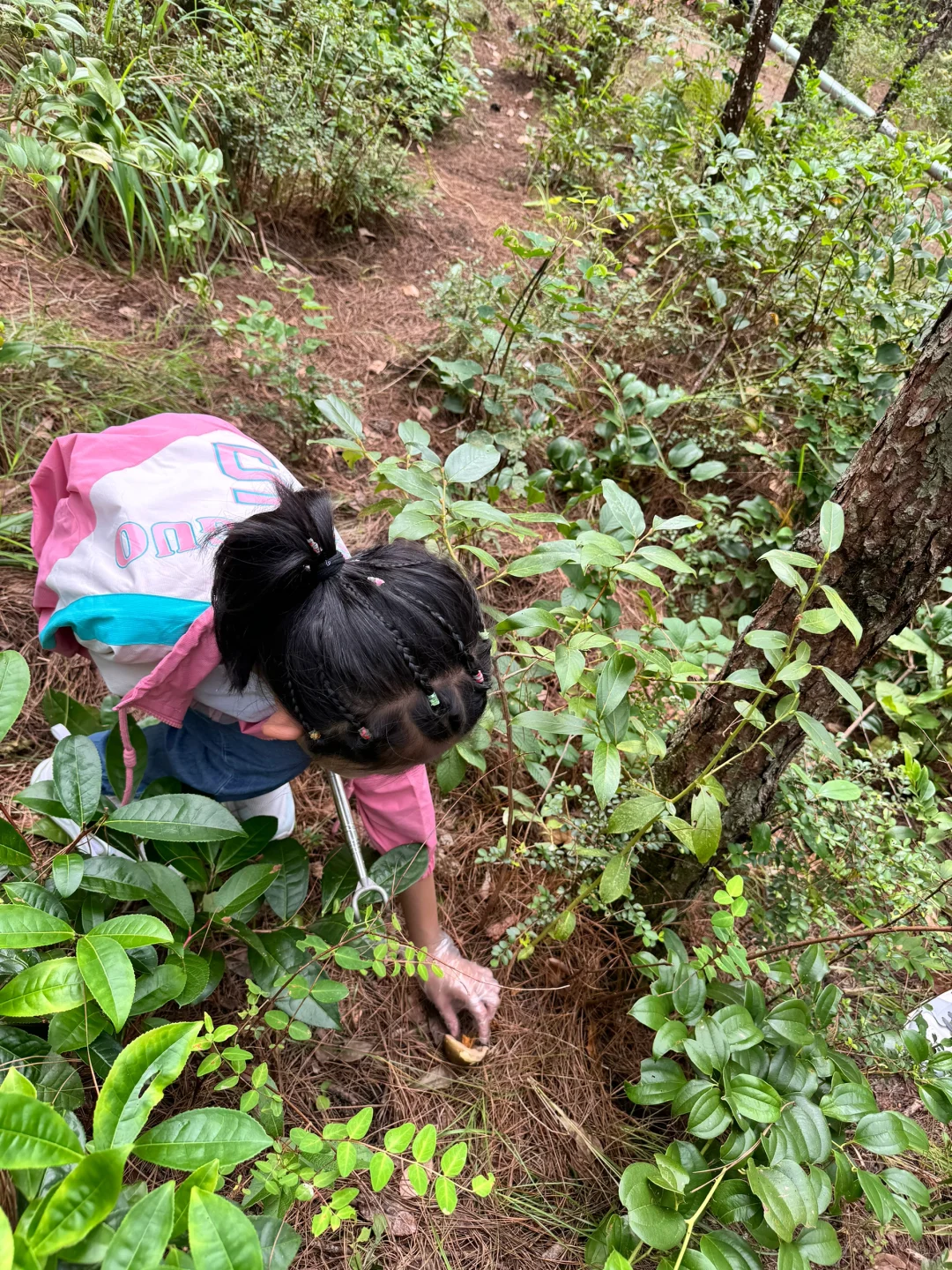 大理苍山轻徒步·捡菌子·溯溪玩水