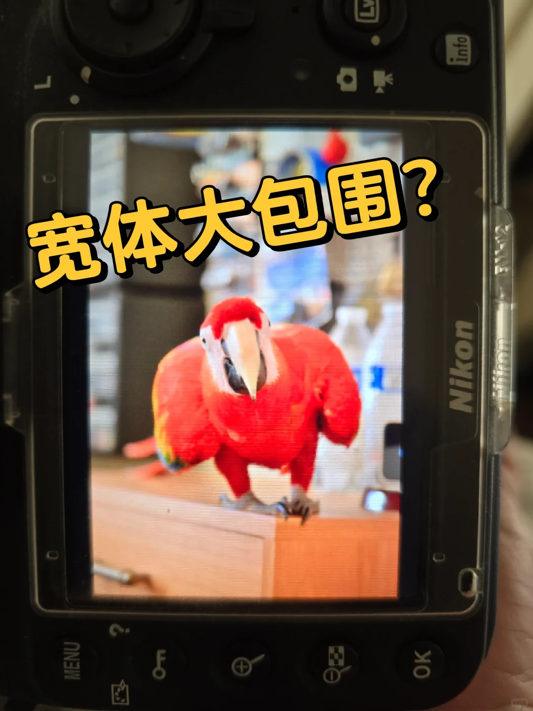 很少会用'宽体'来形容鹦鹉吧？🚗