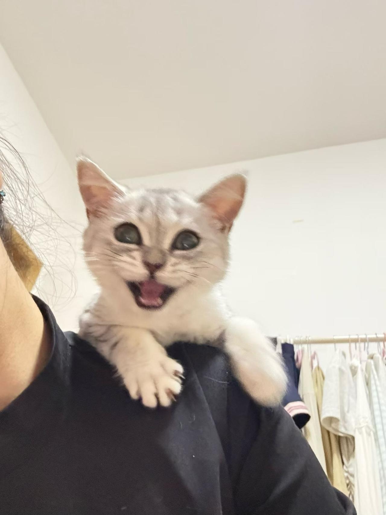肩头小猫咧嘴笑，眼睛瞪得像铜铃，这憨态可掬的模样，谁看了不迷糊？