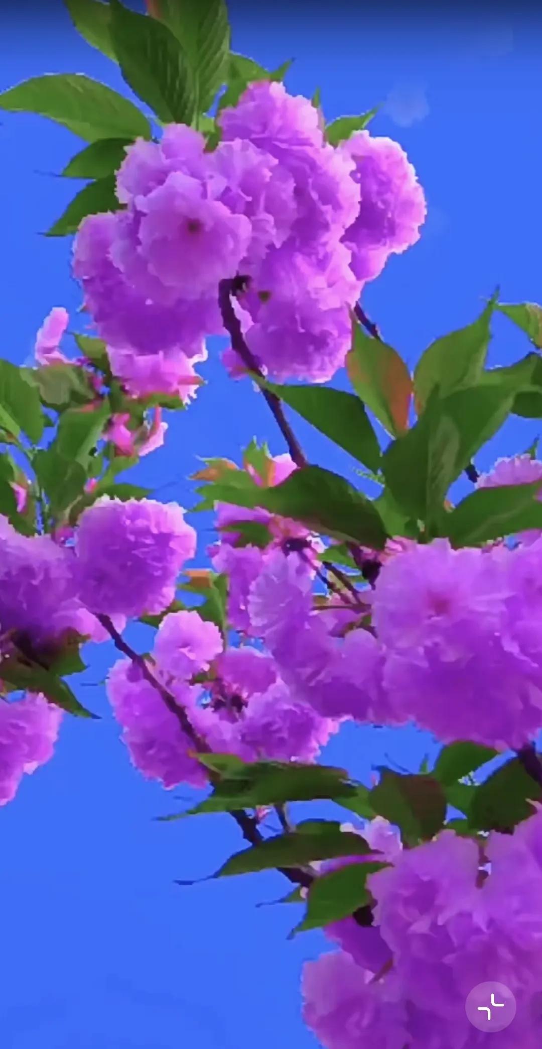 带你去看花，花的世界很美🌷！花海 风景 赏花打卡🌸 看美丽的花海！