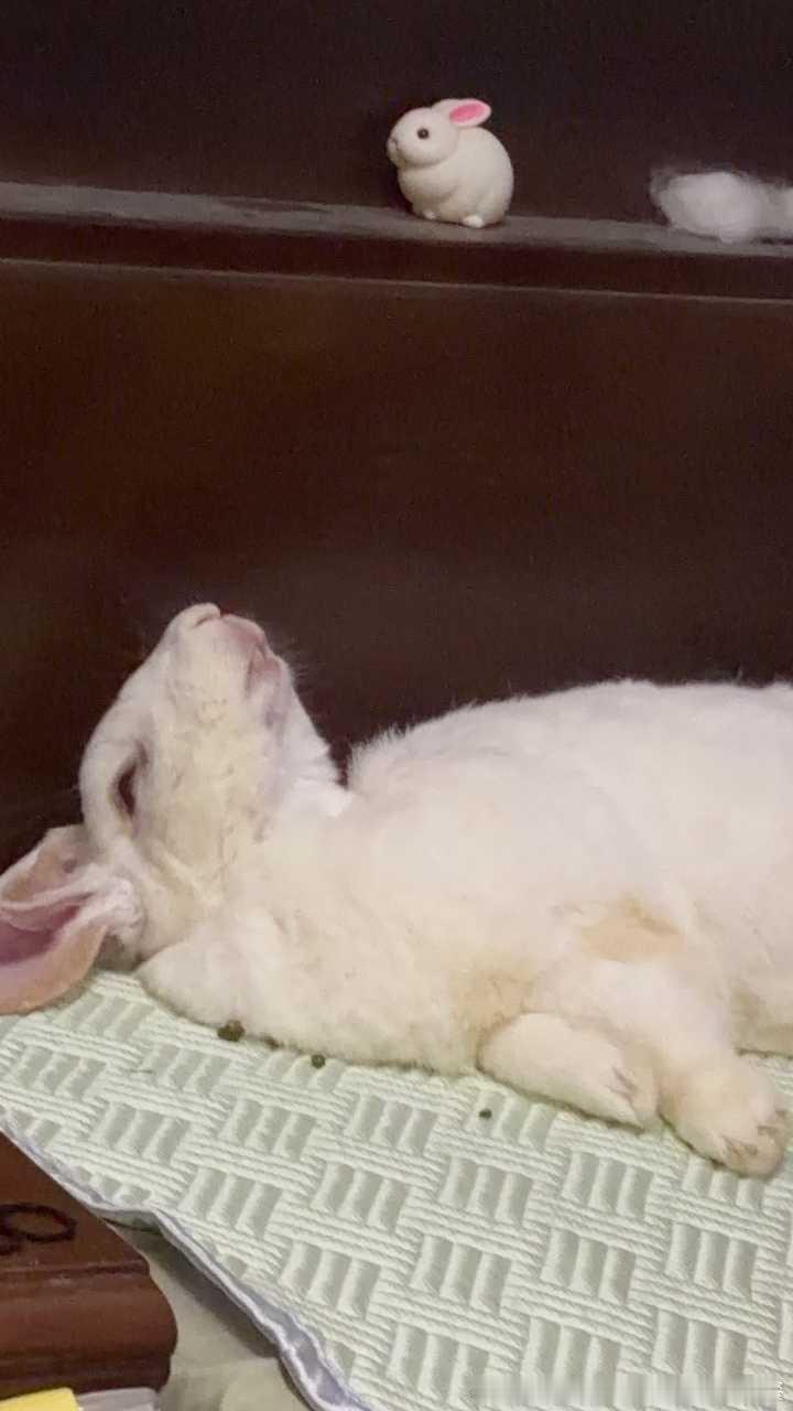 13690🐇🐇【】兔申克的救赎 