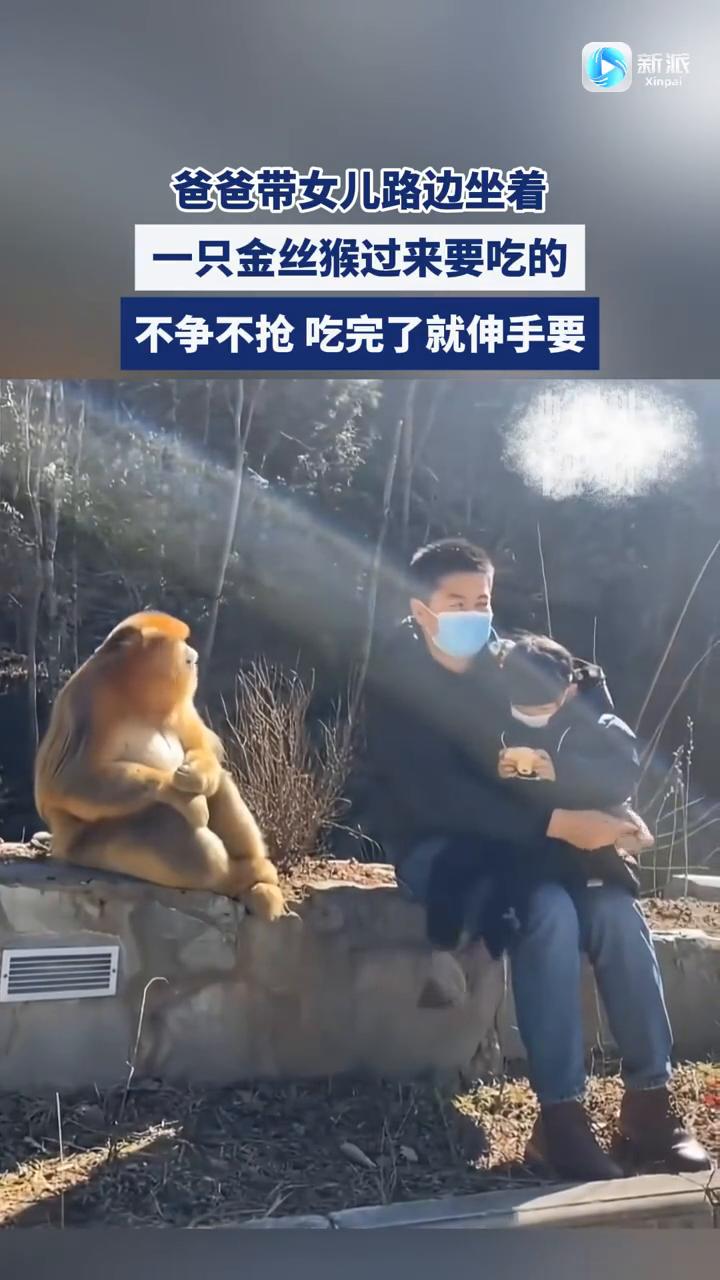 新派。
爸爸带女儿路边坐着一只金丝猴过来要吃的，不争不抢，吃完了就伸手要。