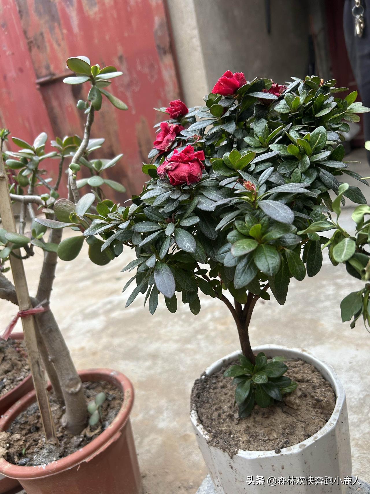 邻居家买了一盆栀子花和好几盆杜鹃花，可惜栀子花没养活，只剩下杜鹃花了。看它现在的