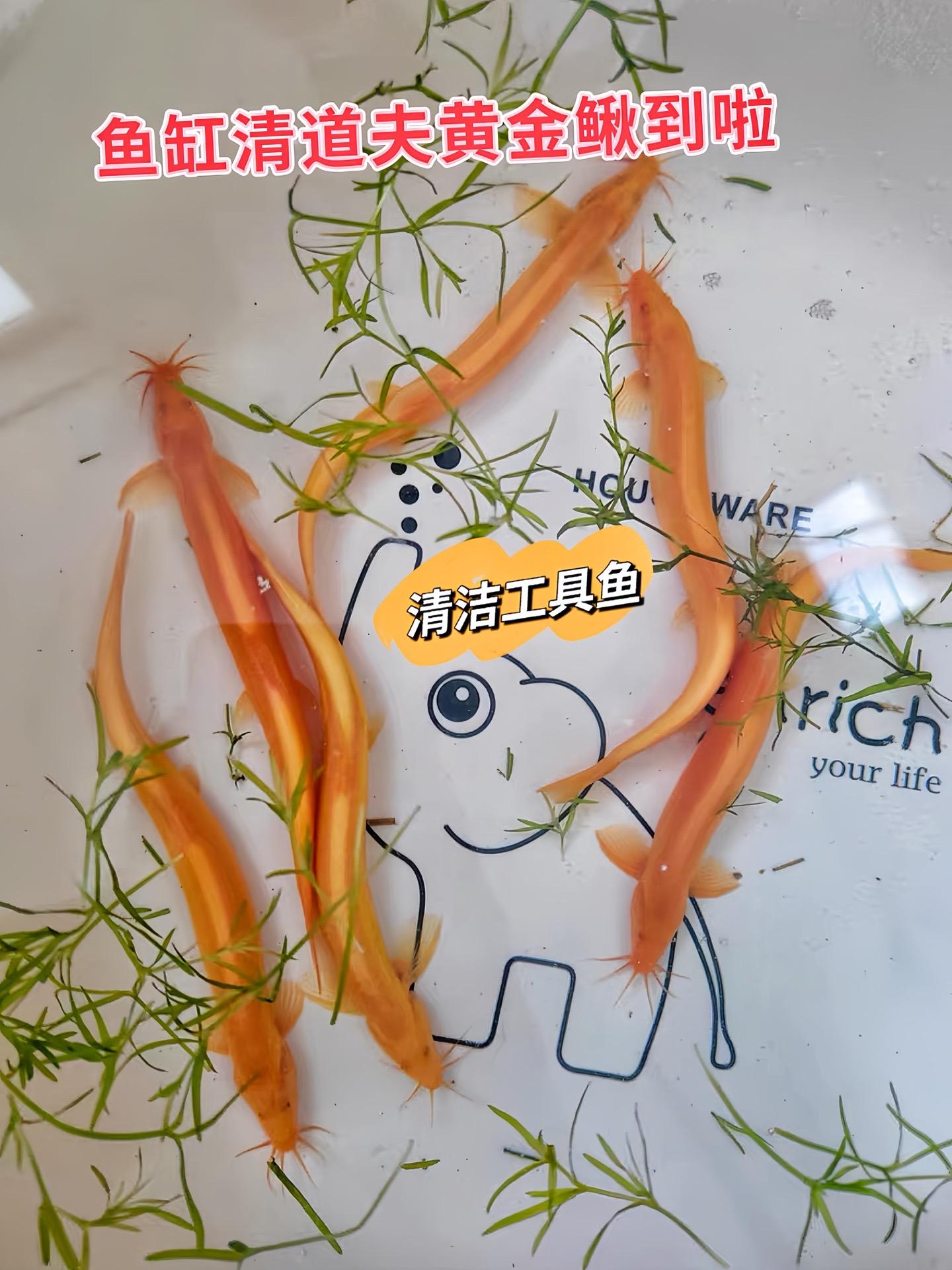 还在为鱼缸里藻类疯长、水质浑浊发愁？黄金鳅堪称鱼缸里的“生态大师”。它...