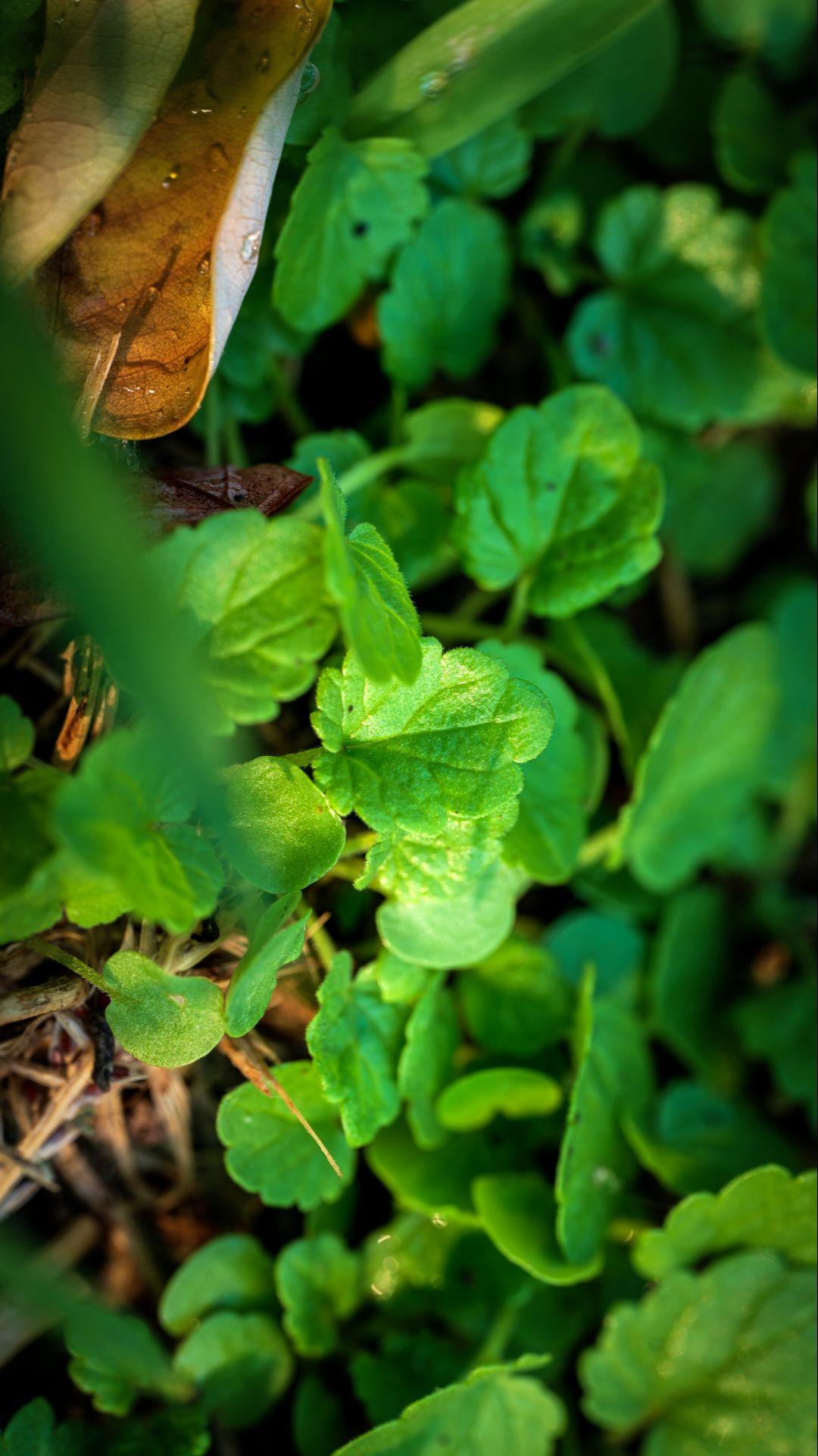 自然 绿色 植物