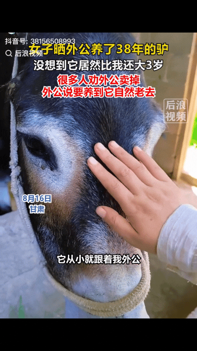 有人称呼驴为“驴舅”？甘肃一女子分享家中38岁老驴：毛色锃亮，窝棚干净，有专属活